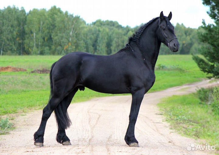 Пара фризов