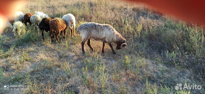 Баран на племя
