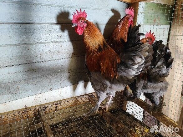 Молодые петухи