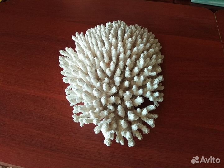 Коралл большой натуральный 40*27 см
