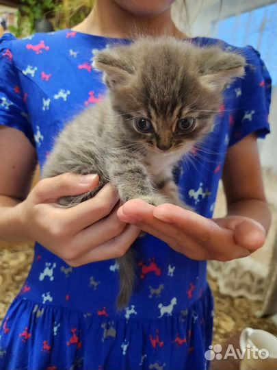 Котята в добрые руки бесплатно