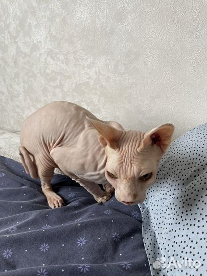 Канадский сфинкс