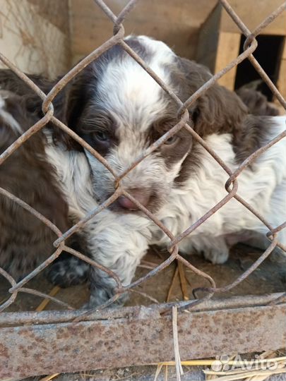 Собака русский спаниель