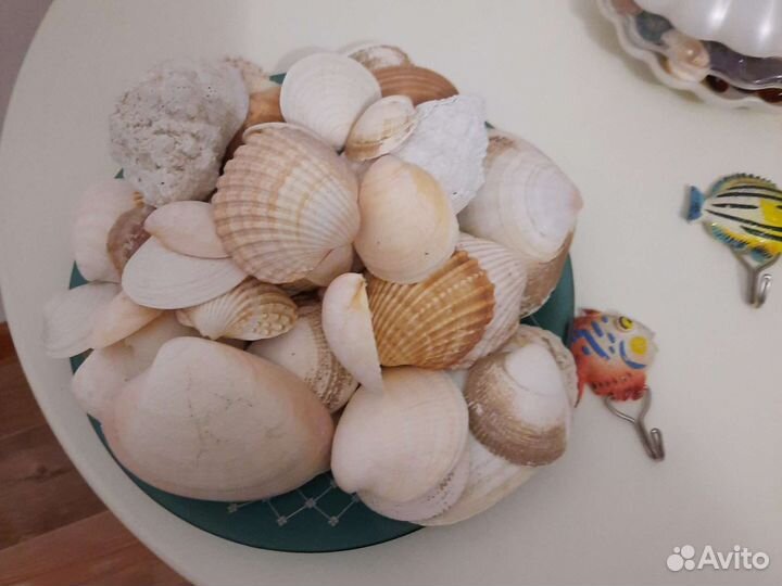 Ракушки для аквариума