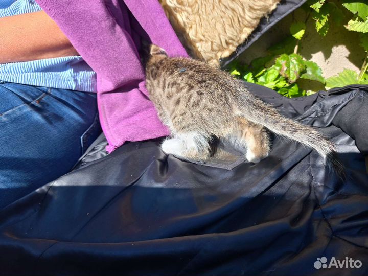 Котёнок в дар