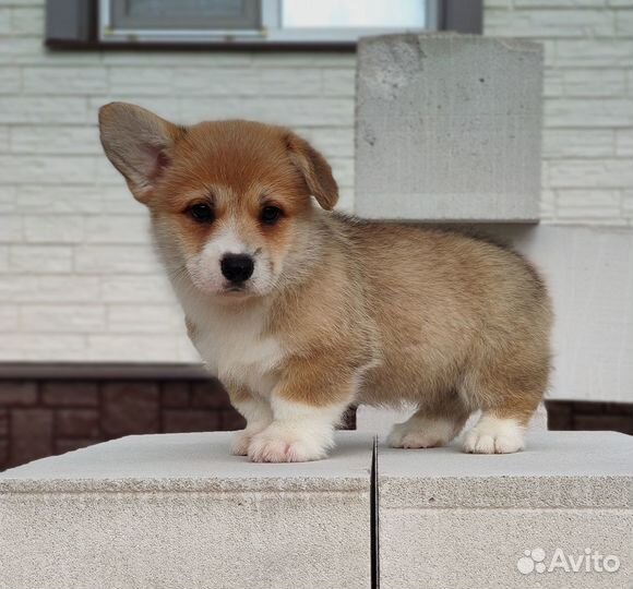 Очаровательные щеночки Вельш Корги Пемброк