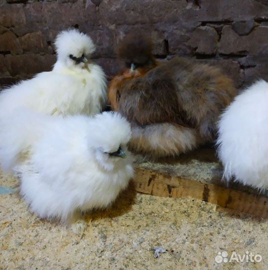 Цыплята. Петух. Курица. Китайские шелковистые