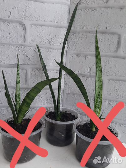 Комнатные растения. Сансевиерия