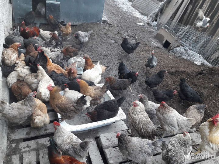 Домашние куриные яйца