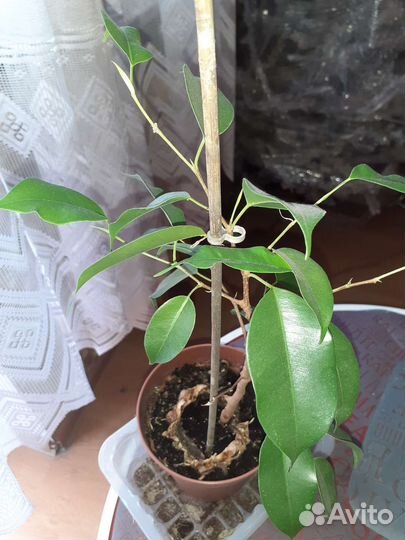 Фикус бенджамина, высота с горшком 45 см