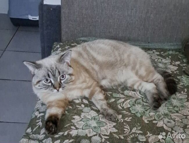 Шотландский кот Страйт