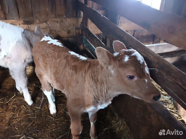 Быки и тёлки