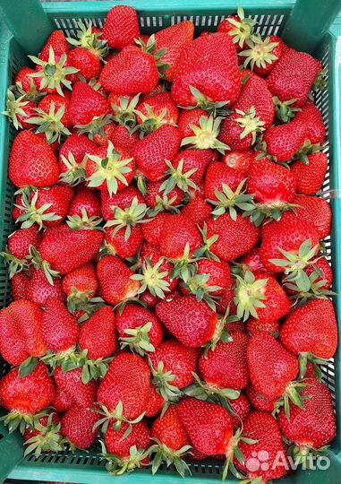 Клубника свежая