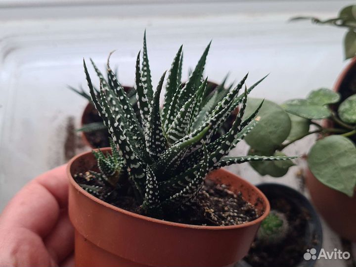 Кактус хавортия