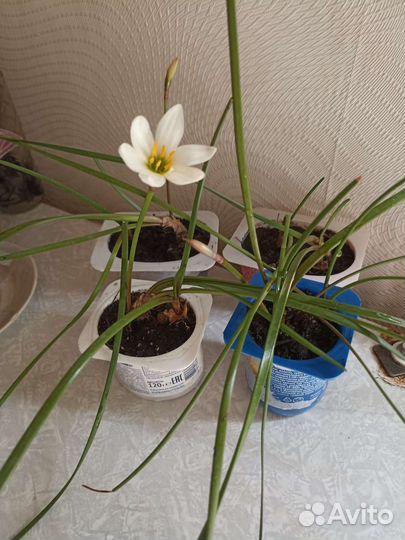 Зефирантес выскочка белый