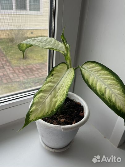 Диффенбахия камилла