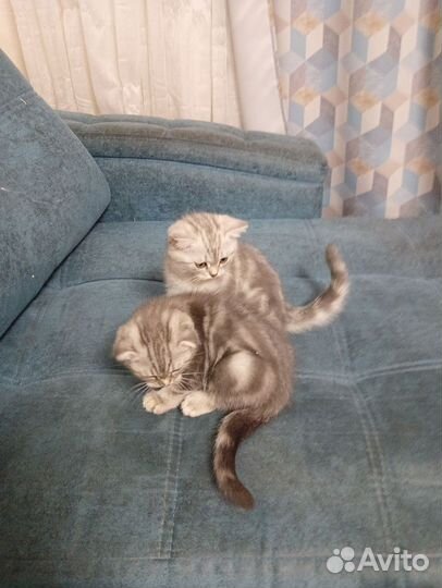 Шотландская