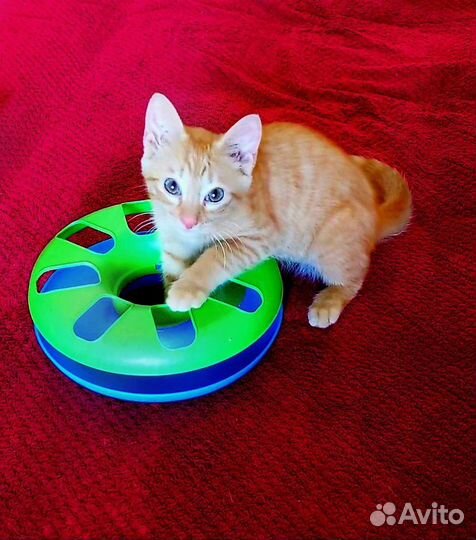 Рыжий игривый котенок в добрые руки