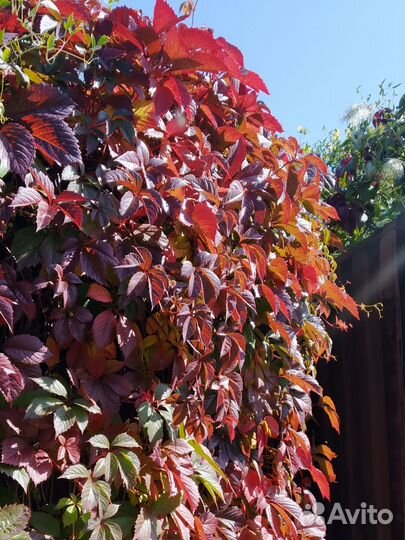 Саженцы девичий виноград