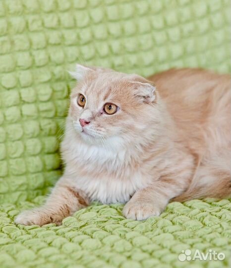 Мандарин ищет дом, в добрые руки