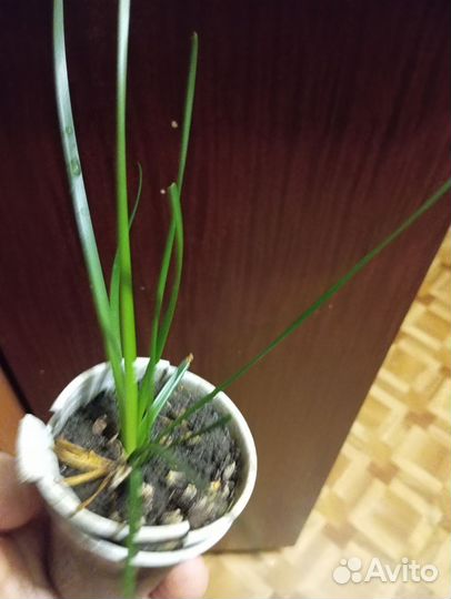 Зефирантус