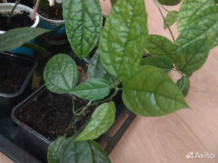 Комнатный цветок Любви и счастья