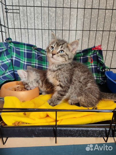 Котёнок мальчик в добрые руки