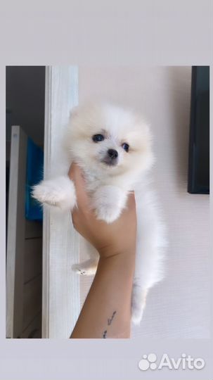 Щенки померанского шпица медвежьего типа