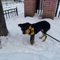 Взрослая собака в добрые руки