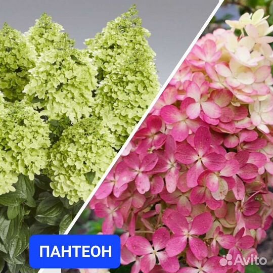 Гортензии новинки серия пан