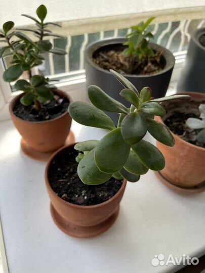 Денежное дерево (крассула толстянка) в горшке
