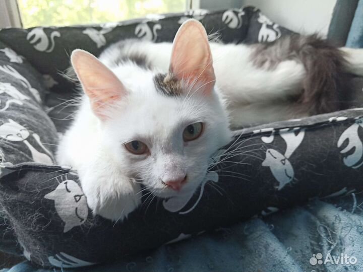 Кошка Марта