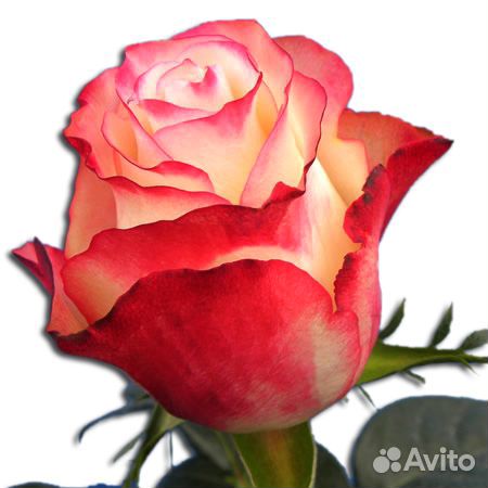 Роза Sweetness 80 см