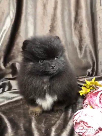 Померанский шпиц мальчик