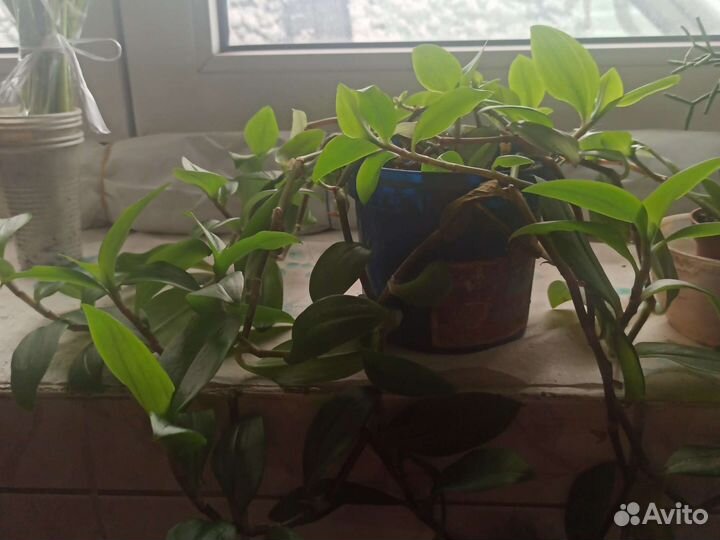 Гибискус,герань,хлорофитум