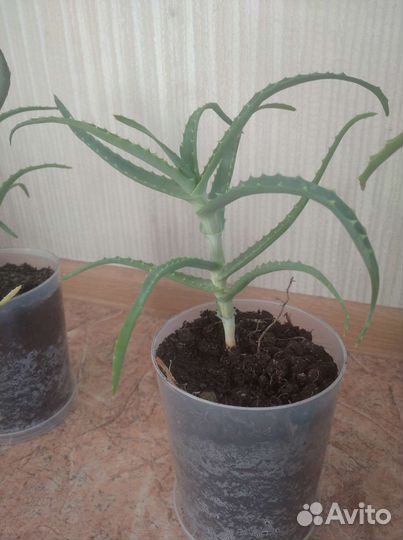 Алоэ столетник