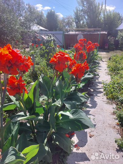 Цветы канны и каллы