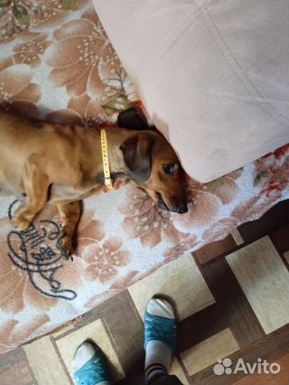 Собаки бесплатно такса