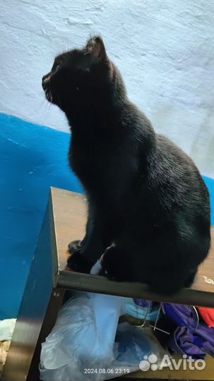Кошка Василиса в дар. Доставка