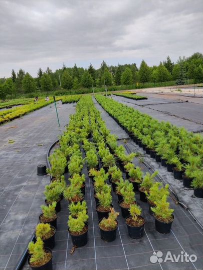 Кедровый стланик /С3 20-30 см