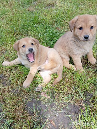 Щенки