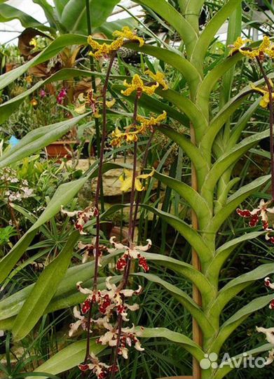 Орхидея Dimorphorchis 2 вида