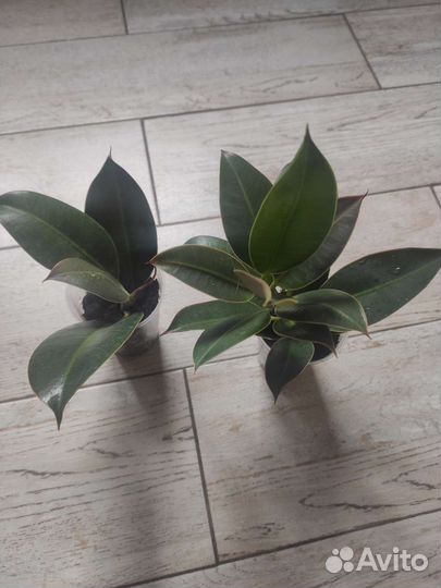 Фикус каучуконосный