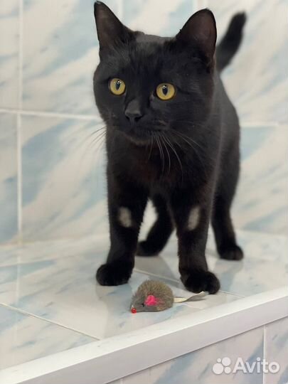 Молодой котик ищет дом