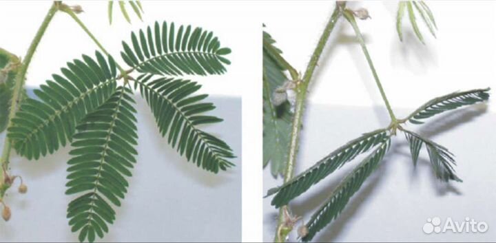 Мимоза стыдливая