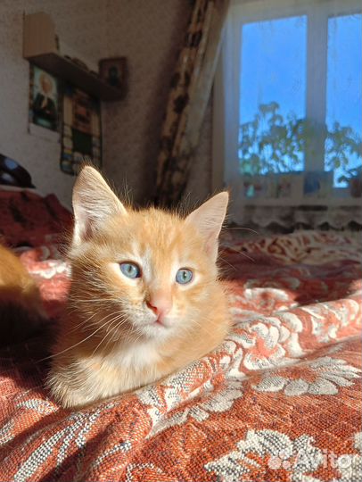 Отдам котенка в добрые руки