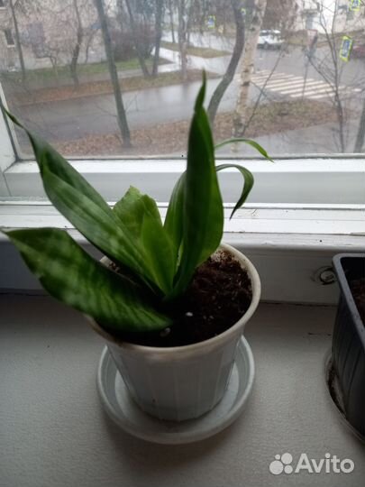 Сансевиерия ханни