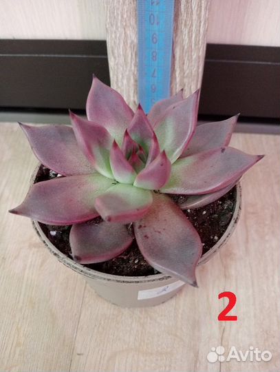 Комнатное растение. Суккулент