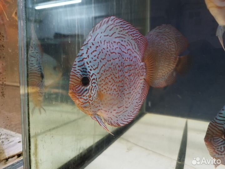 Дискусы от Валерия