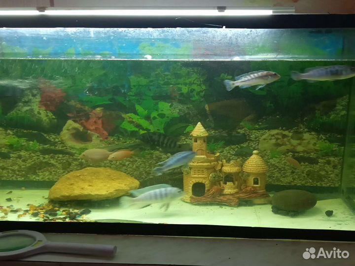 Аквариум